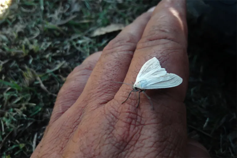 insectos